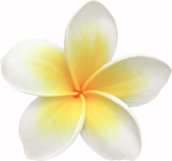 Frangipani flower